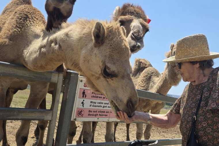 Elderly woman wearing a sunhat feeds one camel next to three other camels